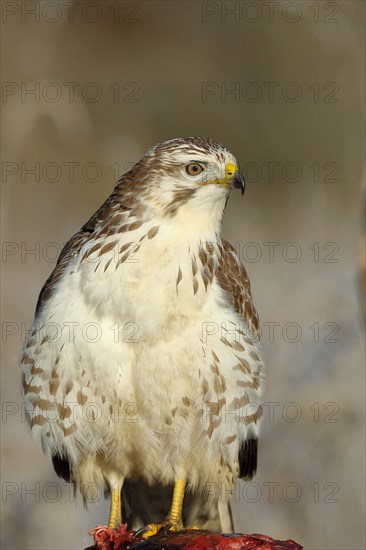 Steppe buzzard