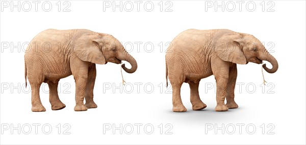 Baby elephant isolated on white with and without A shadow