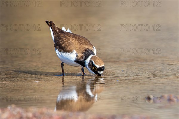 Little ringed plover