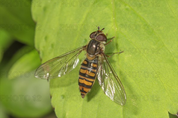 Grove hoverfly