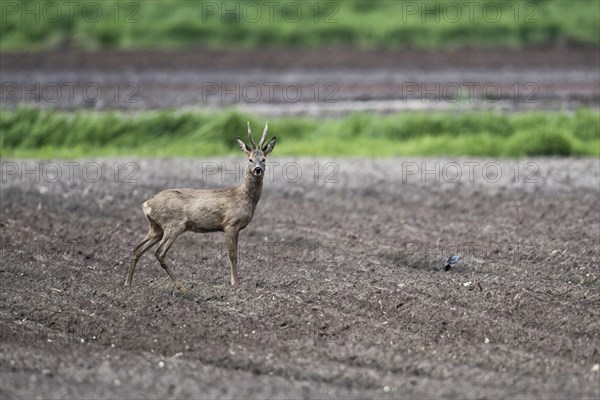 European roe deer