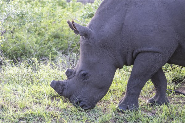 Southern white rhinoceros