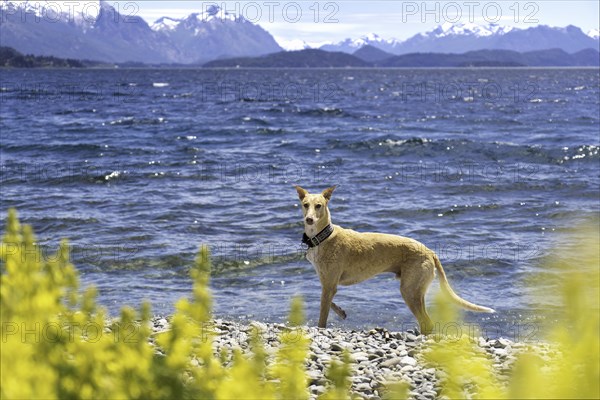 White and light brown adult Spanish greyhound dog in the middle of nature on a sunny summer day with snowy mountains in the background