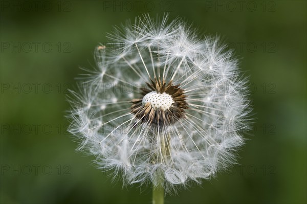 Common dandelion