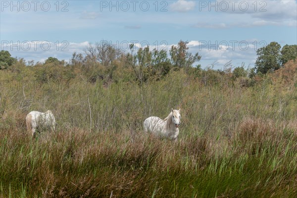 Camargue horses feeding in the marshes. Saintes Maries de la Mer