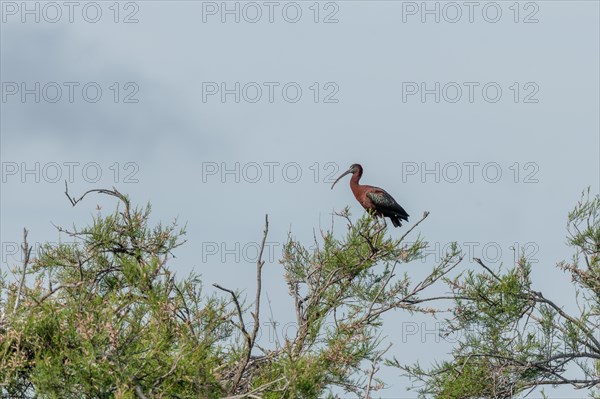 Glossy Ibis