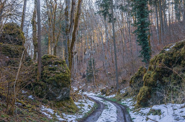 Forest path with snow remains in spring