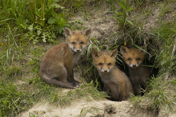 Red foxes