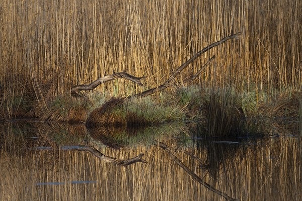 Floodplain forest