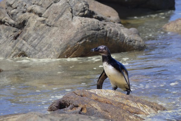 African Penguin