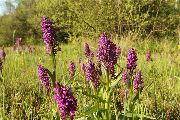 Broad-leaved orchid