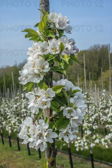 Flowering apple tree type Discovery in orchard in Kivik