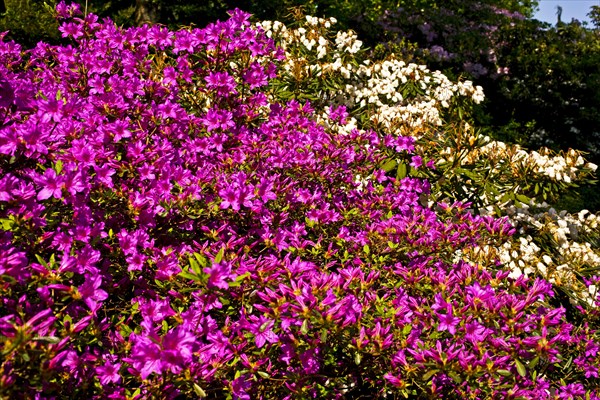 Azaleas