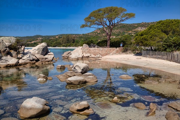 Beach and pine trees