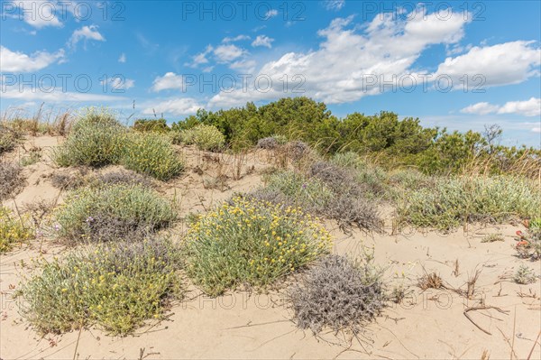 Typical landscape in a lagoon of the Rhone delta in the Camargue. Saintes Maries de la Mer