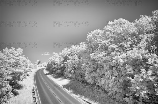 Road runs through forest area