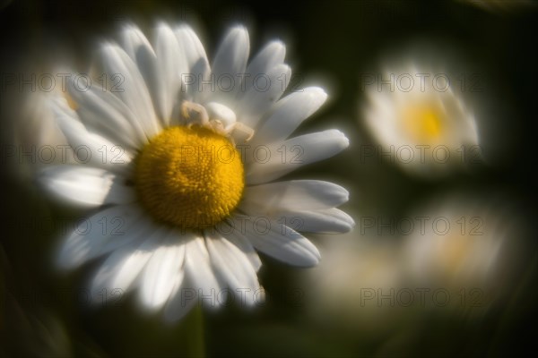 Goldenrod crab spider