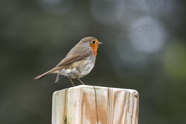 European robin