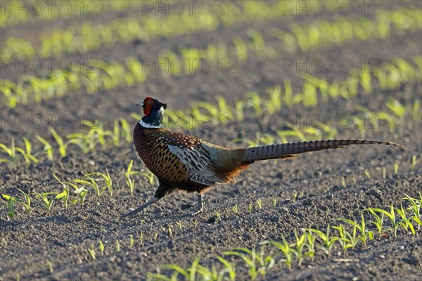 Pheasant