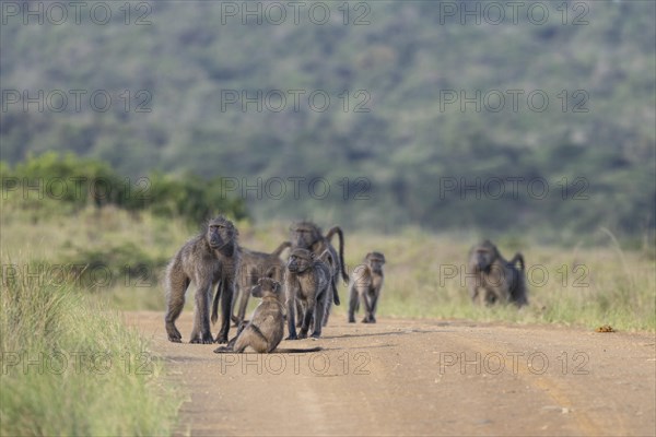 Chakma baboon or bear baboon