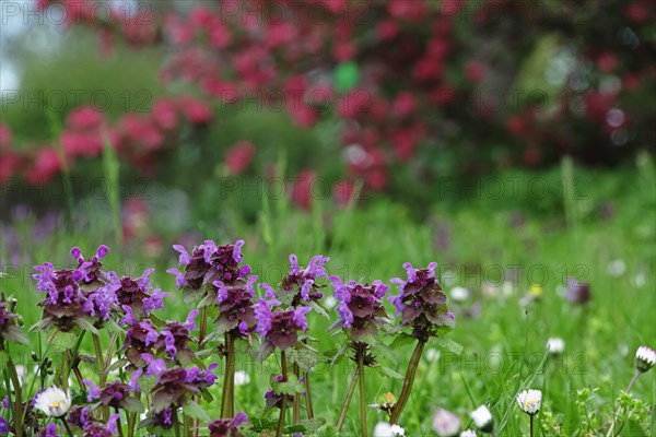 Meadow in spring