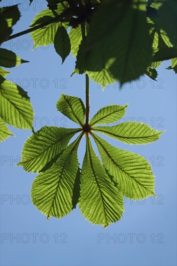 Chestnut tree