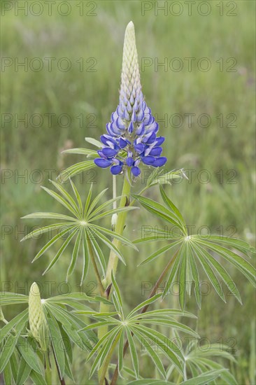 Lupine