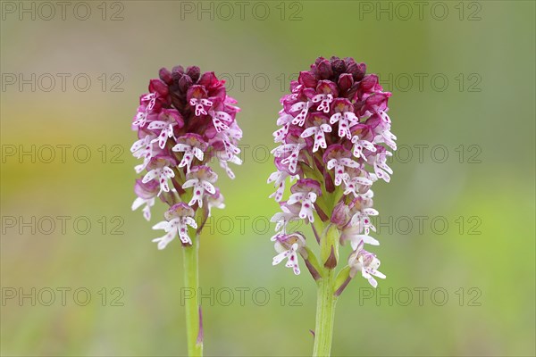 Burnt-tip orchid