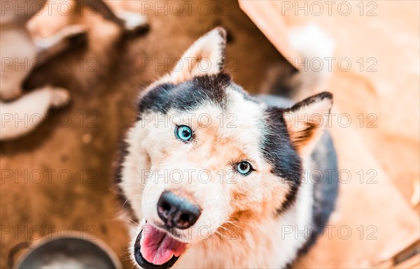 Close up of cute husky dog looking at the camera. Face of a beautiful husky dog