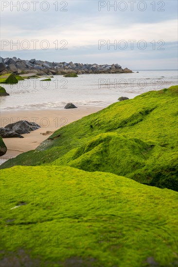Detail of the green rocks on the Zurriola beach in the city of San Sebastian