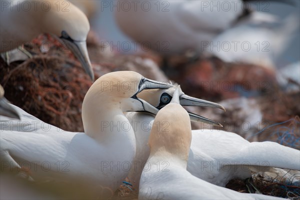 Northern gannet