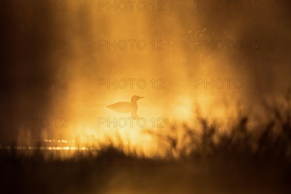 Red-throated loon