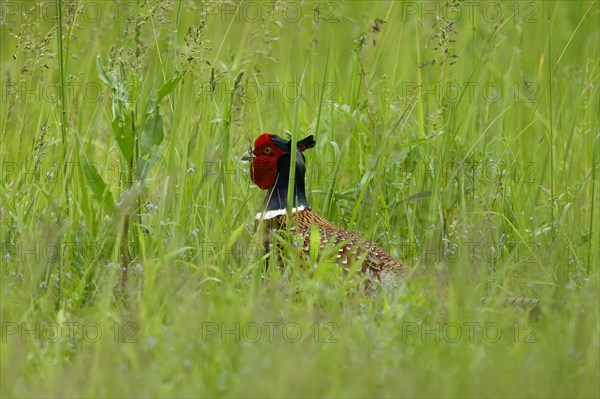 Pheasant