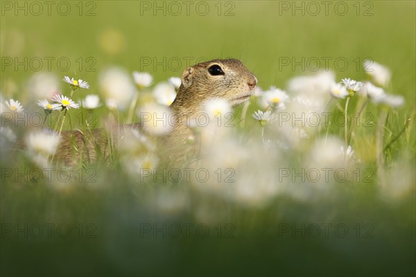 Gopher