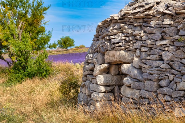 Borie on lavender field