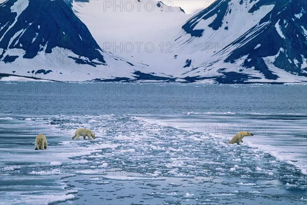 Polar bears on the way to crossing an ice chute in an arctic coastal landscape on Spitsbergen