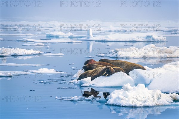 Walruses