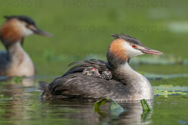 Great Crested Grebe