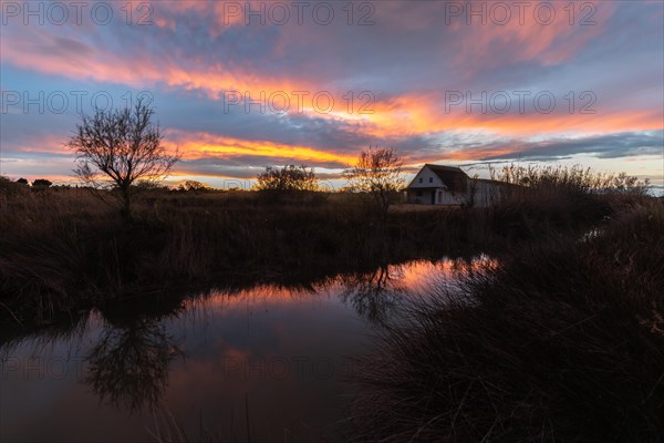 Thatched hut Gardian's hut in the marshes at sunset. Saintes Maries de la Mer