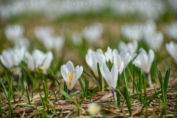 White spring crocus