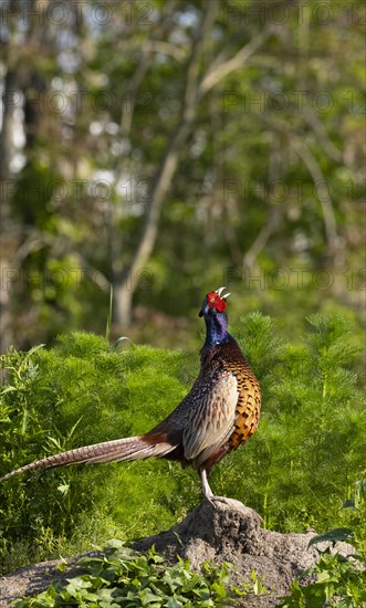 Pheasant