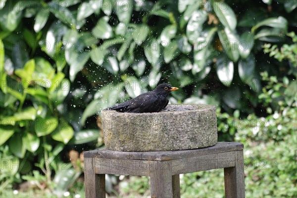 Blackbird