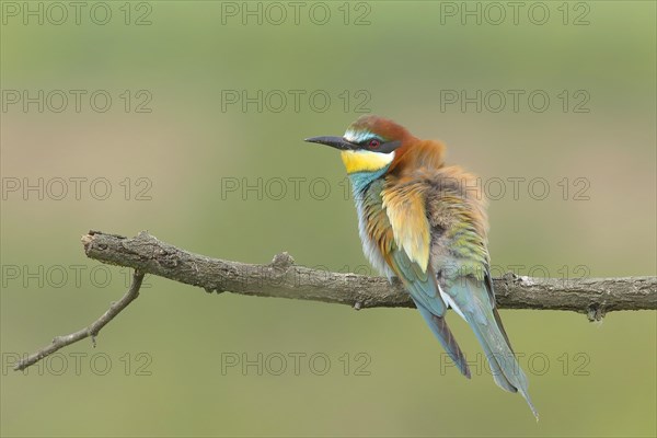 Bee-eater