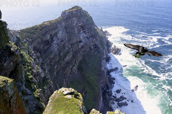 Cape Cormorant