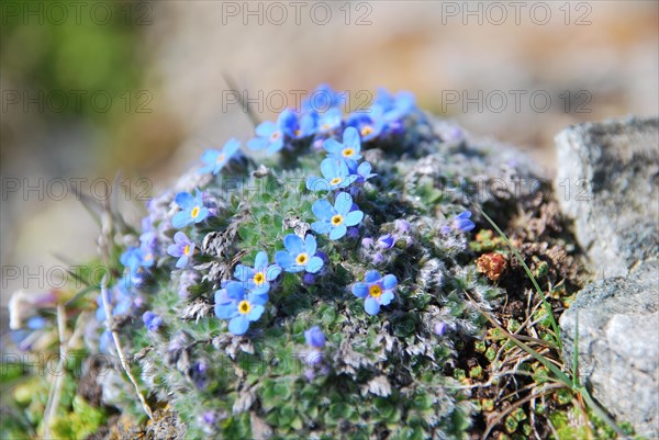 Arctic alpine forget-me-not