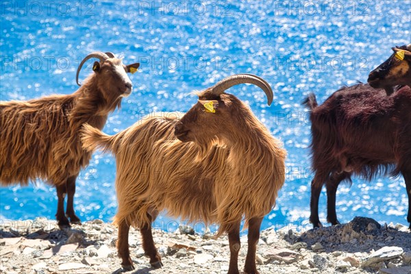 Corsican goats at Cap Corse