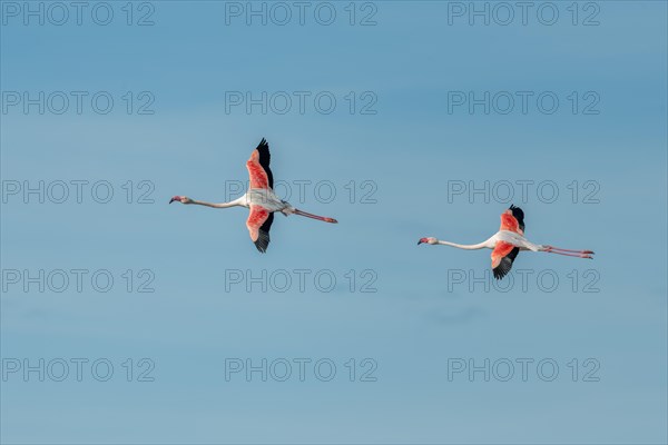 Greater Flamingos