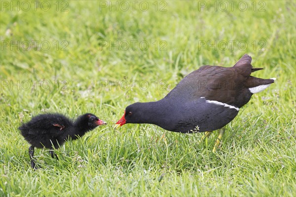 Common moorhen