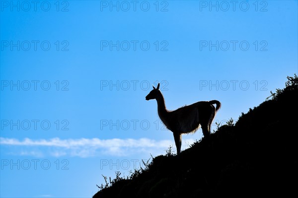 Guanaco