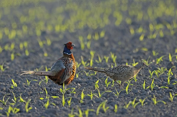 Pheasant